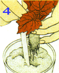 Рисунок 4. Рассаживание молодых растений в маленькие горшочки в субстрат для укорененных черенков 