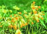 Примулы весенней (Primula veris).